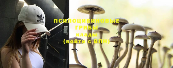 apvp Белокуриха